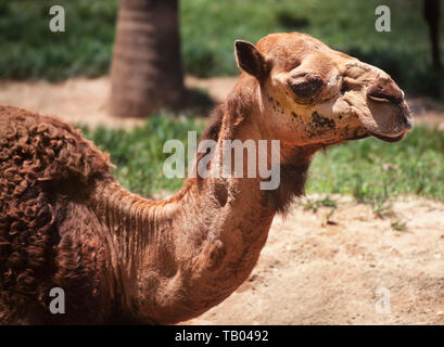 Dromedary camel (Camelus dromedarius) Stock Photo