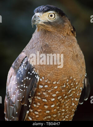 Crested Serpent eagle, Spilornis cheela, S.E.Asia Stock Photo