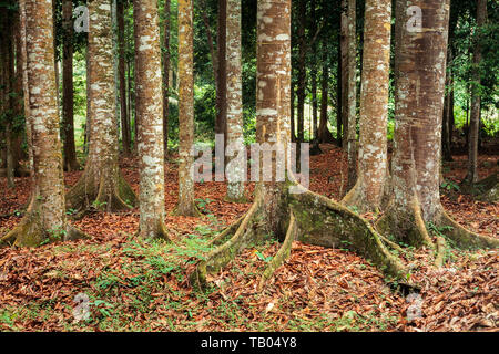 Tropical forest trees, small butress tree roots with epiphytes & lichens growing on the bark. Stock Photo