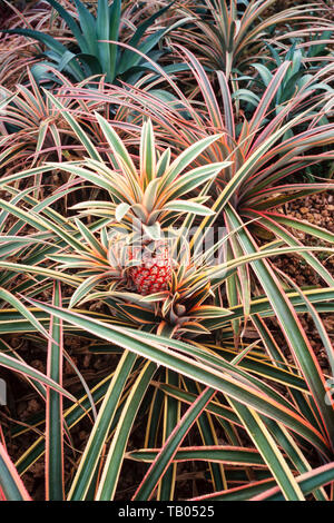 Young pineapple fruit, Ananas comosus Stock Photo