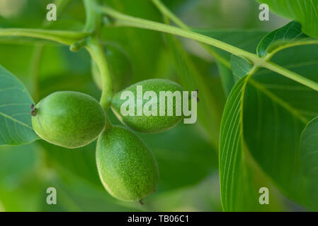 three walnuts with green Leaves Stock Photo