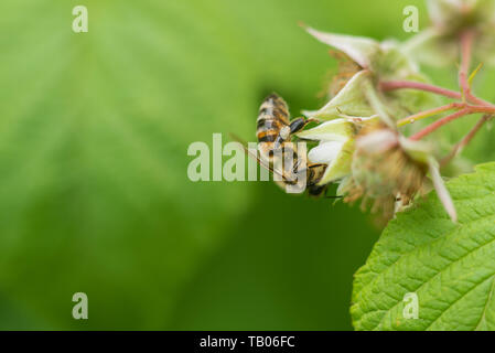 Bee on raspberry flower in the garden Stock Photo