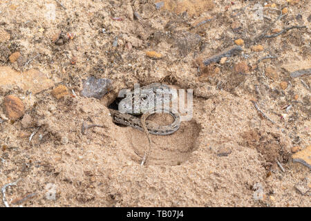 Female sand lizard (Lacerta agilis) in her egg-laying burrow on a sand trace in lowland heath, Hampshire, UK, late May Stock Photo