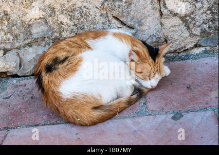 Sleeping cat on a street, Old Town in Kotor, Montenegro, Europe Stock Photo