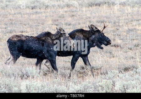 Moose (young stag and a cow) grazing in the Grand Teton National Park in the U.S. state of Wyoming Stock Photo