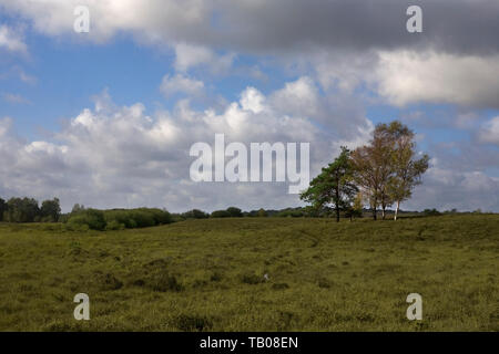 Furzy Brow: open heathland near Beaulieu Road Station, New Forest National Park, Hampshire, England, UK Stock Photo