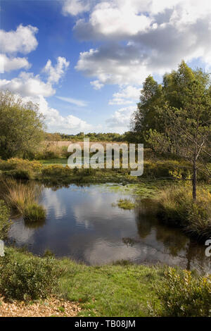 Woodfidley Passage: open heathland near Beaulieu Road Station, New Forest National Park, Hampshire, England, UK Stock Photo