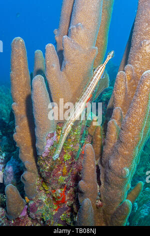 Coral garden in Caribbean off the coast of the island of Roatan Honduras Stock Photo