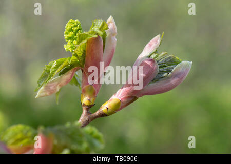 Newly Formed Flowers and Leaves Emerging From the Buds on a Sycamore (Acer Pseudoplatanus). Stock Photo