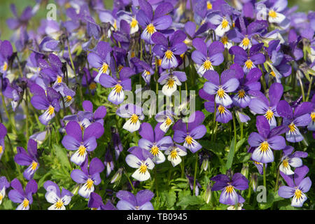 Wild Pansy (Viola Tricolor), aka Heartsease, Growing on the Margins of a Cultivated Field in Rural Aberdeenshire. Stock Photo