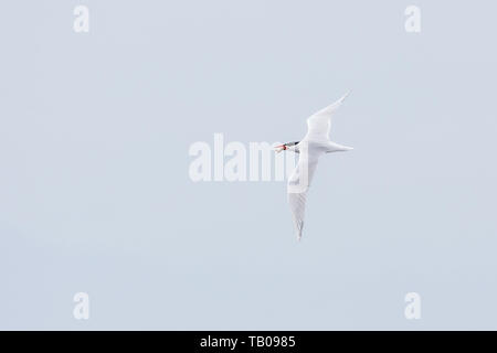 Caspian tern bird at Richmond BC Canada Stock Photo