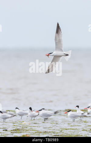 Caspian tern bird at Richmond BC Canada Stock Photo