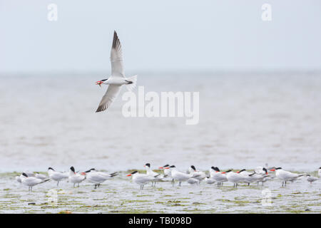 Caspian tern bird at Richmond BC Canada Stock Photo