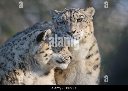 Portrait of pair of snow leopards cuddling Stock Photo