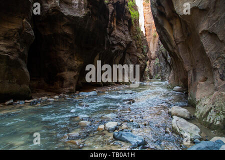 Creek water hiking trail in slot canyon in The Narrows, Zion National Park, Utah. Stock Photo