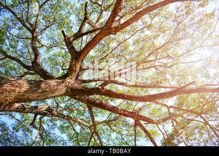 Looking up on tree / View under tree of  Samanca Saman Stock Photo