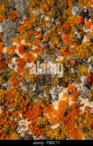 Lichen, Clark's Lookout State Park, Lewis and Clark National Historic Trail, Montana Stock Photo