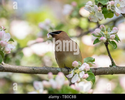 Cedar Waxwing perching on a flowering tree eating flower petals in spring, Ottawa Stock Photo
