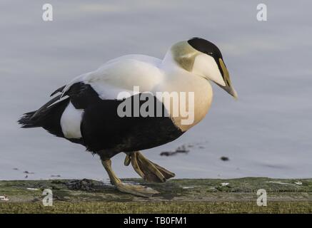 common eider duck Stock Photo