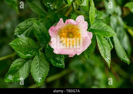 Wet wild rose flower with pink petals and yellow pistils covered with drops of rain growing on a bush with fresh green leaves. Stock Photo