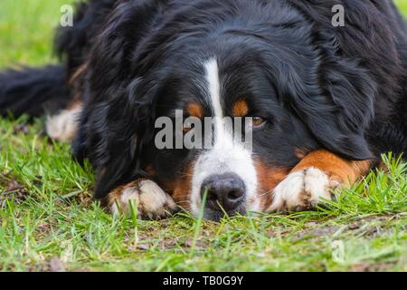 lying Bernese Mountain Dog Stock Photo