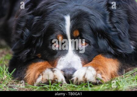 lying Bernese Mountain Dog Stock Photo