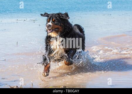 running Bernese Mountain Dog Stock Photo