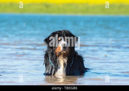 bathing Bernese Mountain Dog Stock Photo