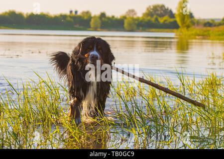 playing Bernese Mountain Dog Stock Photo