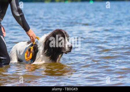 Landseer is trained as a water rescue dog Stock Photo