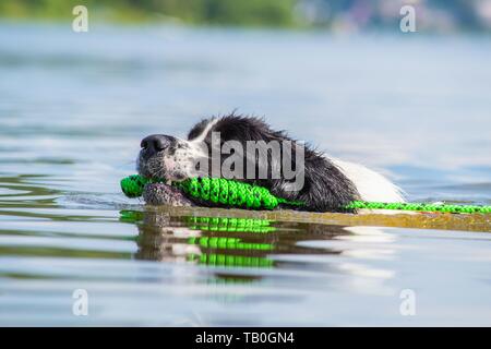 Landseer is trained as a water rescue dog Stock Photo