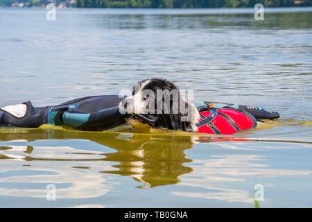 Landseer is trained as a water rescue dog Stock Photo