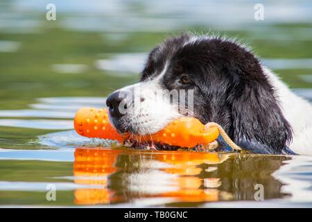 Landseer is trained as a water rescue dog Stock Photo