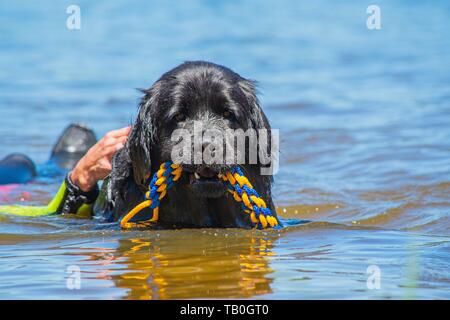 Newfoundland is trained as a water rescue dog Stock Photo