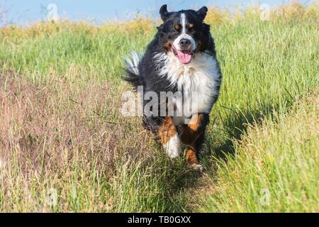 running Bernese Mountain Dog Stock Photo