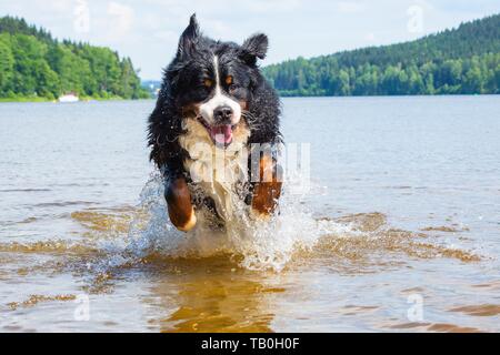 running Bernese Mountain Dog Stock Photo