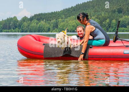 Lagotto Romagnolor is trained as a water rescue dog Stock Photo