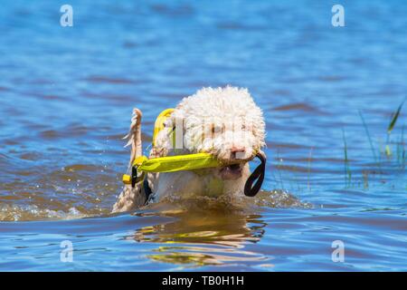 Lagotto Romagnolor is trained as a water rescue dog Stock Photo