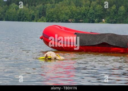 Lagotto Romagnolor is trained as a water rescue dog Stock Photo