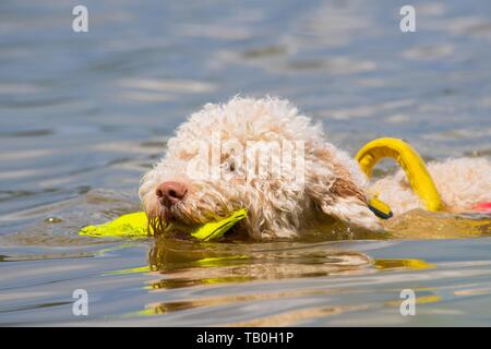 Lagotto Romagnolor is trained as a water rescue dog Stock Photo