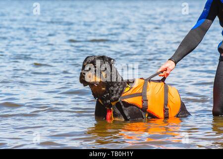 Rottweiler hotsell life jacket