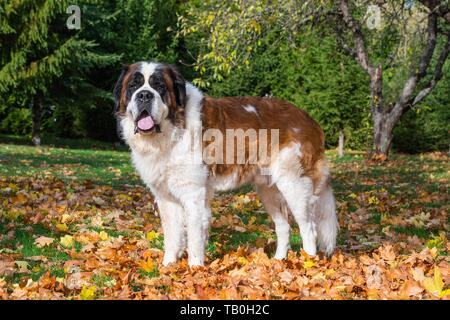 standing Saint Bernard Stock Photo