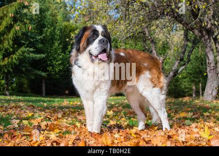 standing Saint Bernard Stock Photo