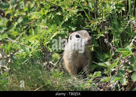 European ground squirrel Stock Photo