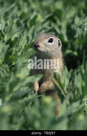 European ground squirrel Stock Photo