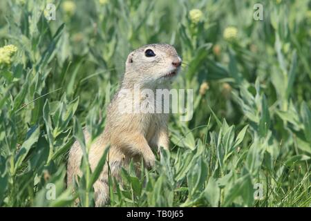 European ground squirrel Stock Photo