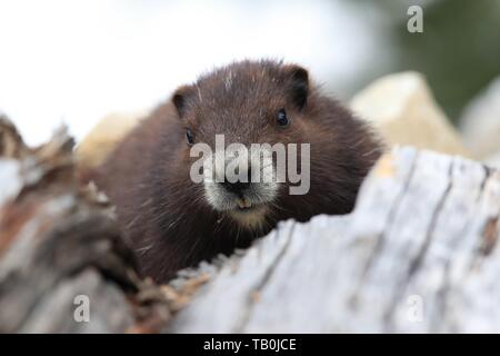 Vancouver Island marmot Stock Photo