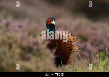 common pheasant Stock Photo