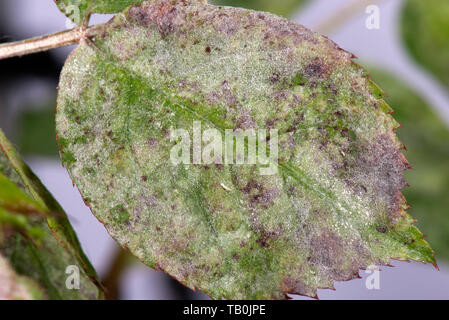 Powdery mildew, Podosphaera pannosa, fungal disease on rose leaves, Rosa 'American Pillar', Berkshire, May Stock Photo