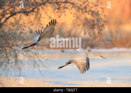 sandhill cranes Stock Photo